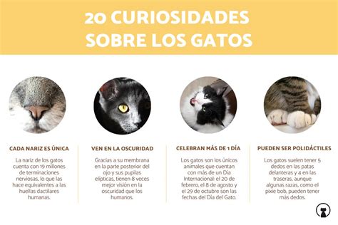 20 Curiosidades De Los Gatos ¡quizá No Las Conocías
