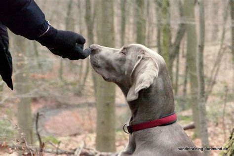 Weitere ideen zu hund zitat, hundesprüche, hunde. Die Beziehung zwischen Mensch und Hund - Hundetraining ...