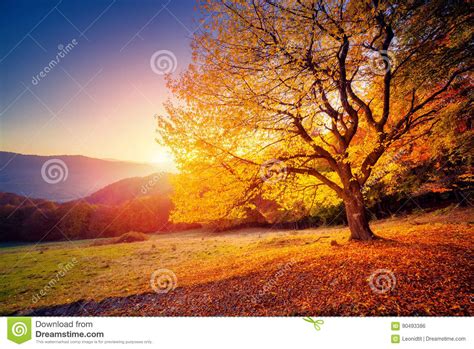Beautiful Autumn Trees Stock Photo Image Of Autumn Landscape 90493386