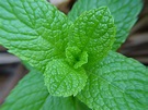 Spearmint (Mentha spicata) Mint Leaves Green Herb Garden Plant – uthinki