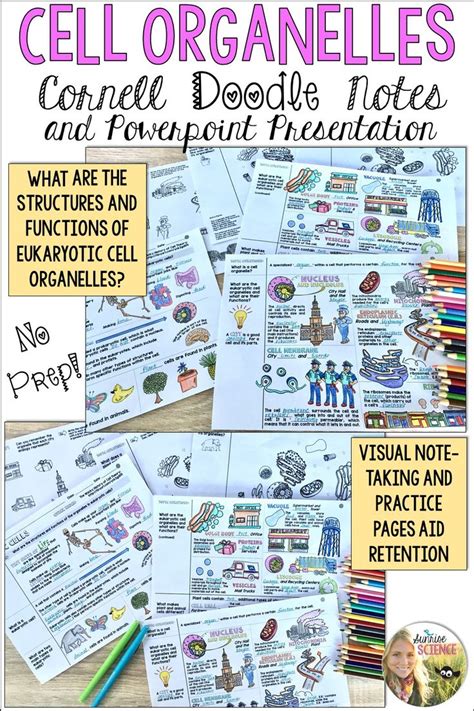 Animal And Plant Cell Organelles Structure And Function Visual Cornell