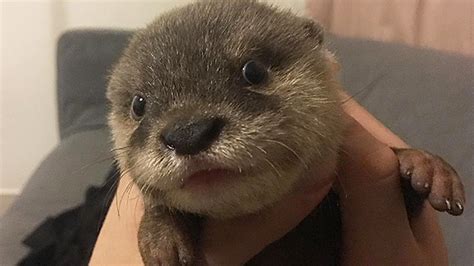 So what is the best name for your pet otter, you ask? Having A Bad Day? Just Look At This Cute Otter | RTM ...