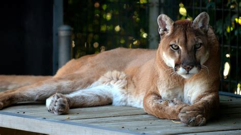 Feds Prepare To Declare Eastern Cougar Extinct