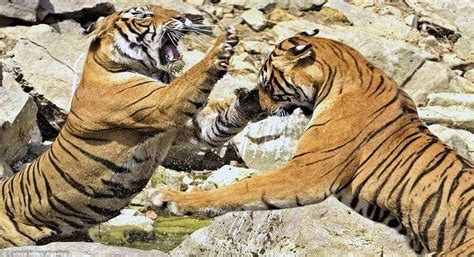 Tiger Brawl Over Waterhole In Ranthambore National Park