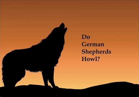 Do German Shepherds Howl 7 Reasons For Howling Your Dogs World