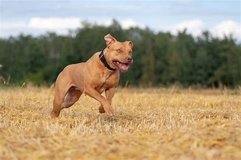 Can You Use A Pit Bull As A Hunting Dog National Canine Research