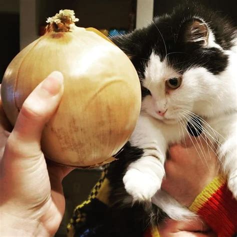 Cats are carnivores and need meat. Can Cats Eat Onions? Are Onions Safe For Cats in 2020 ...