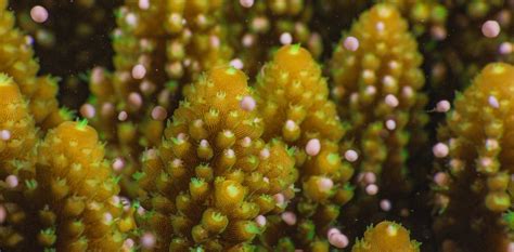 Coral Sex How Reproducing Species In The Lab Could Be Key To Restoring