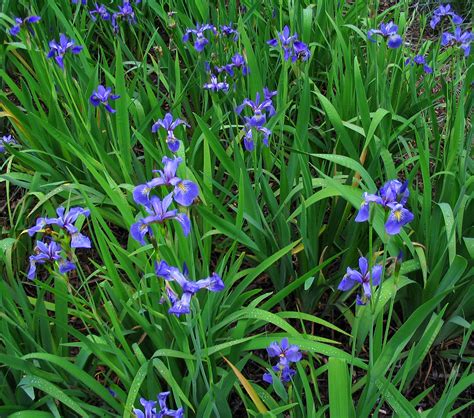 Iris bring dramatic form and color to your gardens. NCCD - Blue Flag Iris (5 pint) - Connecticut's ...