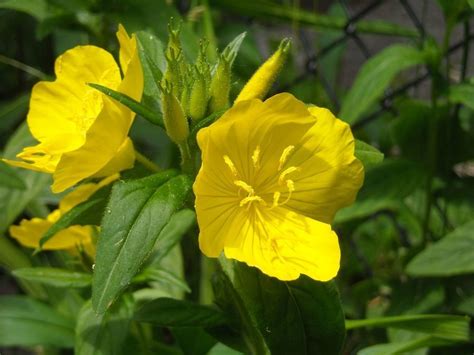 Tall Perennial Yellow Flowers Identification