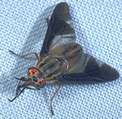 The female deer fly bite involves two pairs of mouthpart blades that the fly uses to cut the skin. Horse Flies & Deer Flies of Kentucky - University of ...