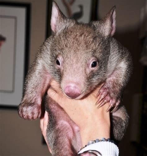 An Orphaned Wombat Is Cared For At Australian Reptile Park