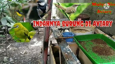 Seneng Nya Manuk Di Kandang Aviary Pd Akurmulya Bird Aviary Youtube