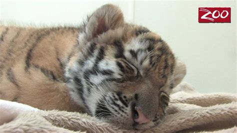 Tiger Cubs Make Their Public Debut Youtube