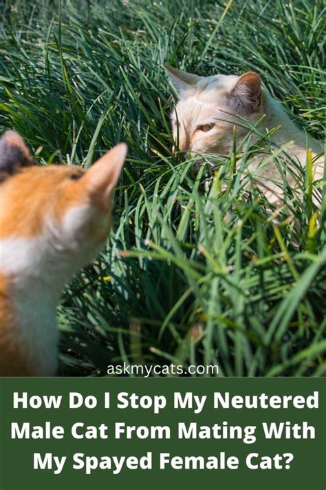 why do neutered male cats try to mate with spayed female cats