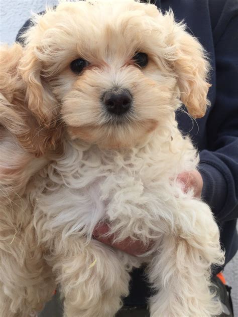 Why buy a cockapoo puppy for sale if you can adopt and save a life? cockapoo for sale | Accrington, Lancashire | Pets4Homes