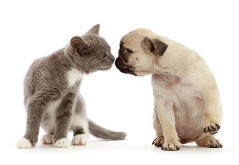 Blue And White Kitten Kissing Fawn Pug Photograph By Mark Taylor Pixels