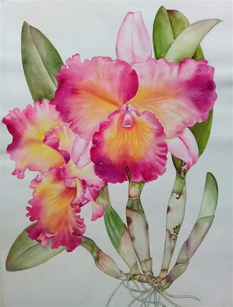 Orchid Watercolor Great Example Watercolor Flowers Beautiful Orchids