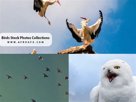 Birds Stock Photos Collections Afrogfx