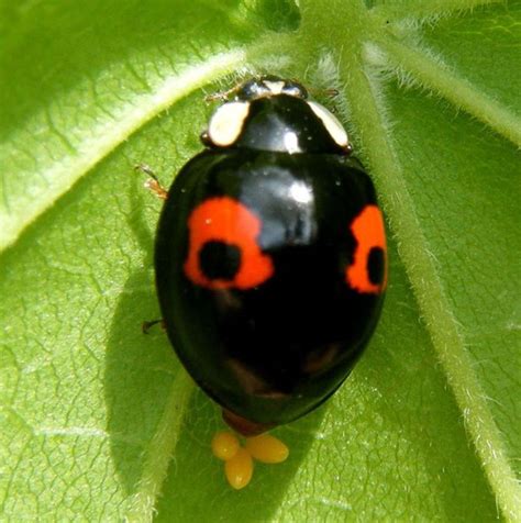 Alien Ladybirds Riddled With Stds Have Invaded Britain And Could Kill