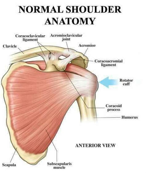 Pin By Heike Speranza On Anatomy Shoulder Anatomy Shoulder Joint
