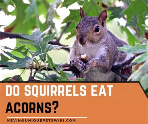 Do Squirrels Eat Acorns Yes They Love Acorns