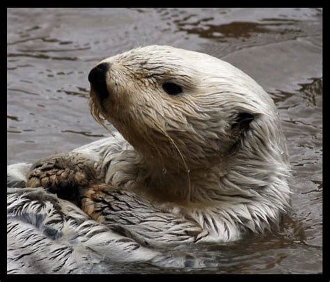 10 Incredible Sea Otter Facts Wiki Point
