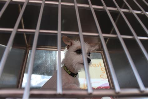 Arizona Animal Shelters Devils For Dogs