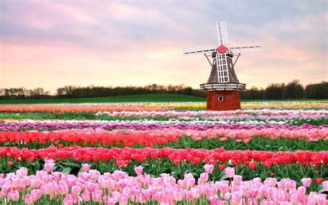 Flowers Mill Field Tulips Pink Spring Flowers Architecture