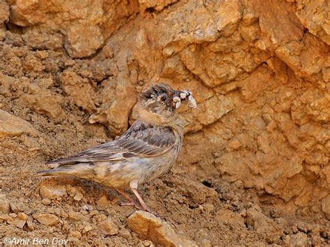 Birds Of Israel Passeriformes Rock Sparrow