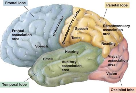 Cerebrum And The 4 Lobes That Are In Each Hemisphere And Cortexes Chp