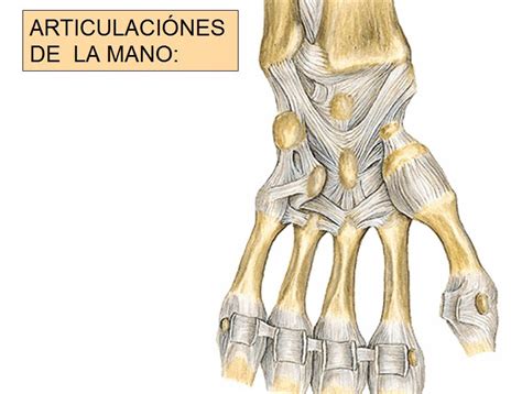 Anatomia Humana Articulaciones De La Mano 2