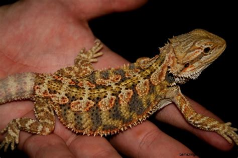 Juvenile Bearded Dragon Amazing Wallpapers