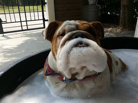 Check spelling or type a new query. Bulldog Bubbles | Bulldog puppies, Bulldog, Dog training