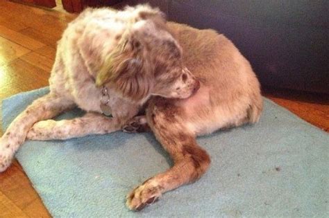 Dog Losing Hair In Patches And Scabs Home Remedy Dog Hair Loss Dog
