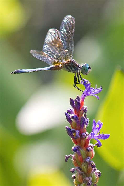Flower Perch Dragonfly Photos Dragonfly Images Dragon Flys