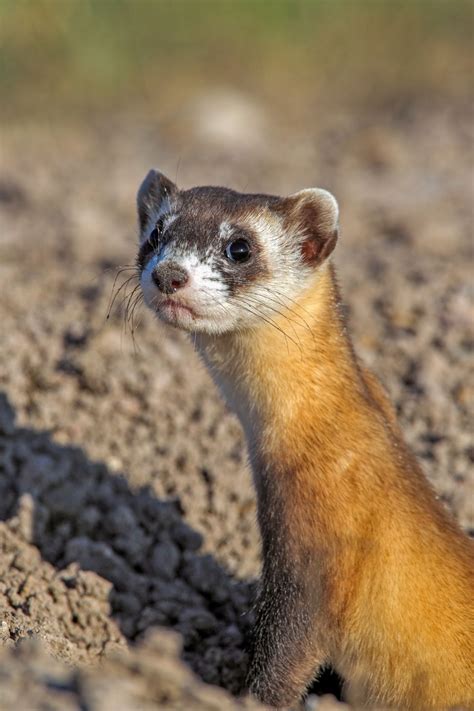 Pin On Black Footed Ferret