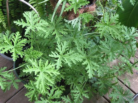 Citronella Plant Smells Lemony Fresh Citronella Plant Candle Scent