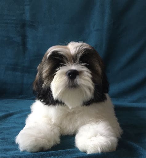 Lhasa Apso Breed Information Dogs Jelena Dog Shows