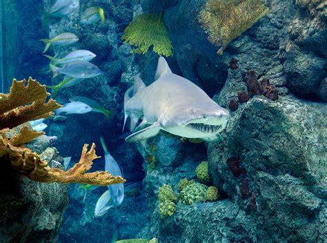 The Florida Aquarium Announces Three Special Weekends Shark Days