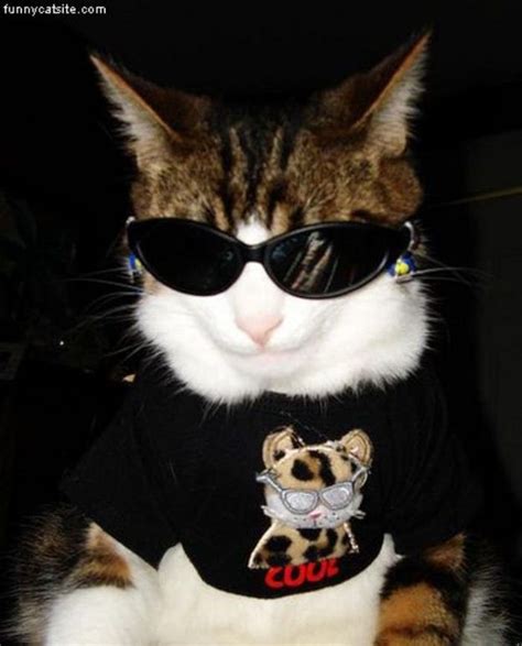 101 Cats Wearing Sunglasses Pretty Cats Punk Cats Cute Cats