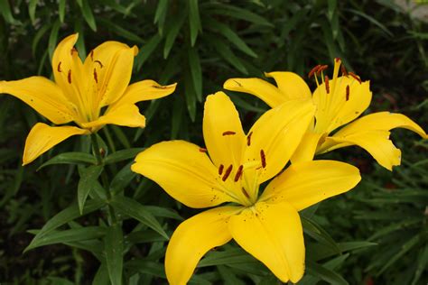 Yellow Lily Flowers Free Stock Photo Public Domain Pictures