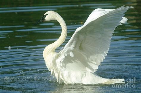 The Swan Rises By Jeff Swan Swan Swan Wings Female Swan