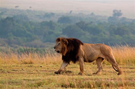 Prowling Lion By Wldavies