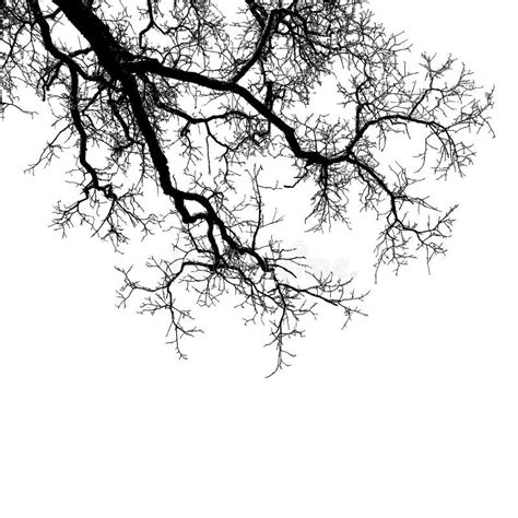 Realistic Tree Branches Silhouette Vector Illustrationeps10 Stock
