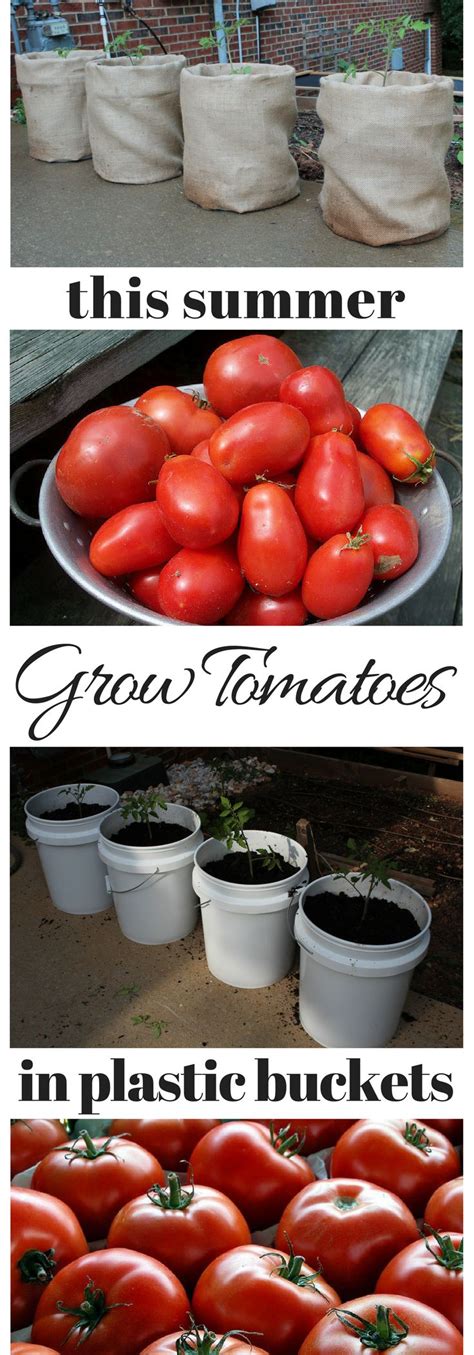 Grow Tomatoes In 5 Gallon Buckets Garden Easy