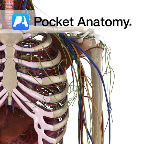 Lateral Thoracic Artery Pocket Anatomy