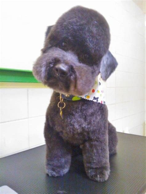 Photo about shaved mini golden doodle mix between a retriever and poodle adorable. Berkeley's 'Lagotto' inspired clip on a Toy Poodle, shaved ears & tail. | Toy poodle, Dog ...