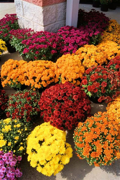 Plant Mums In The Fall