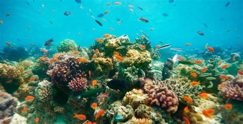 Maldives Coral Restoration Australia